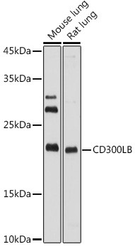 CD300b Antibody in Western Blot (WB)