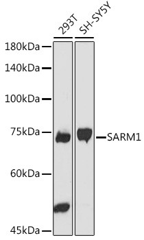 SARM Antibody in Western Blot (WB)