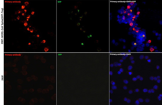 MERS Coronavirus Spike Protein RBD Antibody in Immunocytochemistry (ICC/IF)