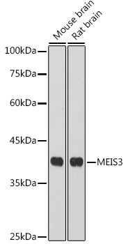 MEIS3 Antibody in Western Blot (WB)