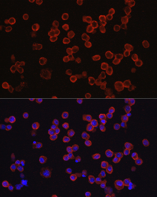 CD33 Antibody in Immunocytochemistry (ICC/IF)