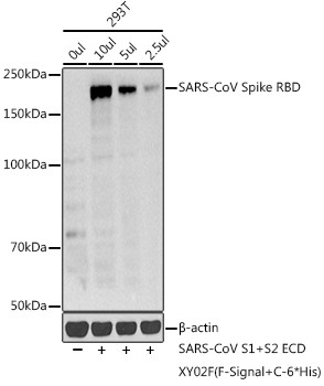 SARS-CoV Spike Protein RBD Antibody in Western Blot (WB)