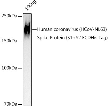 HCoV-NL63 Spike S2 Antibody in Western Blot (WB)