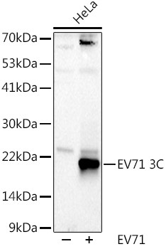 Enterovirus 71 3C Antibody in Western Blot (WB)
