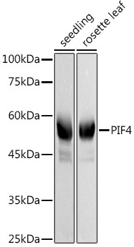 PIF4 Antibody in Western Blot (WB)