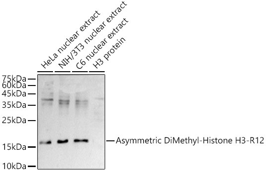 H3R12me2a Antibody in Western Blot (WB)