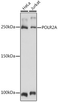 POLR2A Antibody in Western Blot (WB)
