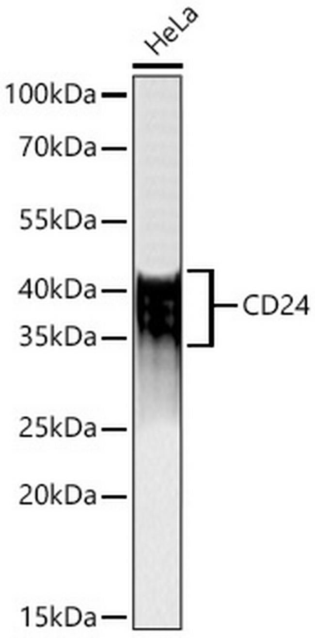CD24 Antibody in Western Blot (WB)