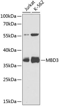 MBD3 Antibody in Western Blot (WB)