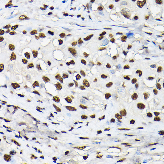 Histone H3 Antibody in Immunohistochemistry (Paraffin) (IHC (P))