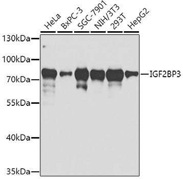 IGF2BP3 Antibody in Western Blot (WB)