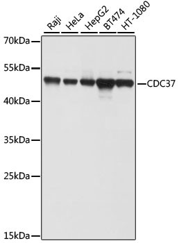 CDC37 Antibody in Western Blot (WB)