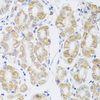 Aquaporin 0 Antibody in Immunohistochemistry (Paraffin) (IHC (P))
