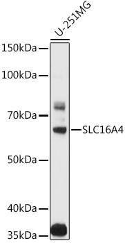 SLC16A4 Antibody in Western Blot (WB)