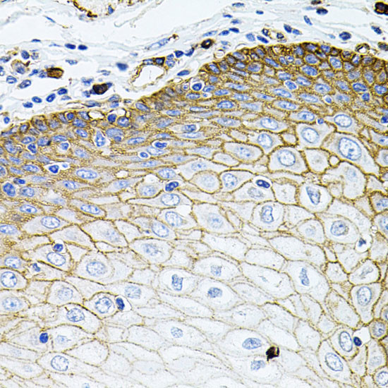 SLC1A4 Antibody in Immunohistochemistry (Paraffin) (IHC (P))