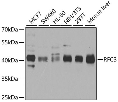 RFC3 Antibody in Western Blot (WB)