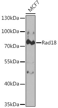 RAD18 Antibody in Western Blot (WB)