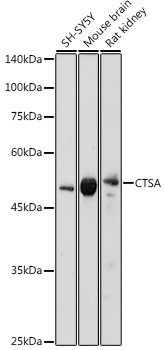 Cathepsin A Antibody in Western Blot (WB)