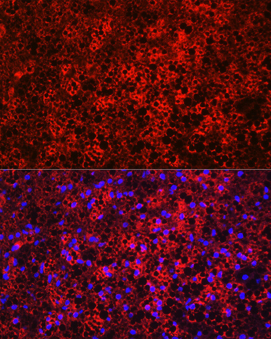 UCP1 Polyclonal Antibody (PA5-120958)