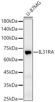 IL31RA Antibody in Western Blot (WB)