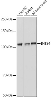 INTS4 Antibody in Western Blot (WB)