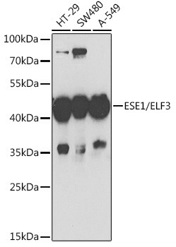 ELF3 Antibody in Western Blot (WB)