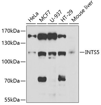 INTS5 Antibody in Western Blot (WB)
