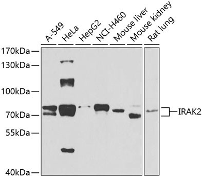 IRAK2 Antibody in Western Blot (WB)