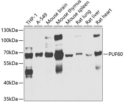 PUF60 Antibody in Western Blot (WB)