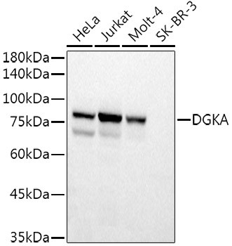 DGKA Antibody in Western Blot (WB)