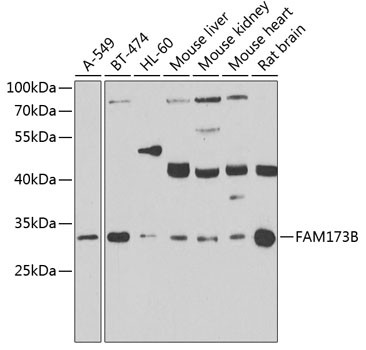 FAM173B Antibody in Western Blot (WB)
