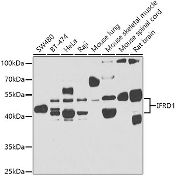 IFRD1 Antibody in Western Blot (WB)