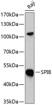 SPIB Antibody in Western Blot (WB)