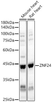 ZNF24 Antibody in Western Blot (WB)