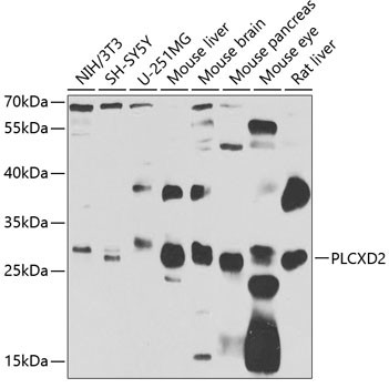PLCXD2 Antibody in Western Blot (WB)