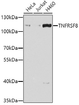 CD30 Antibody in Western Blot (WB)