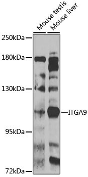 ITGA9 Antibody in Western Blot (WB)