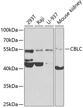 CBLC Antibody in Western Blot (WB)