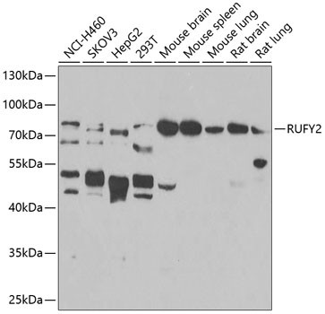 RUFY2 Antibody in Western Blot (WB)
