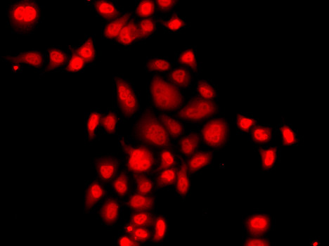 MLF1 Antibody in Immunocytochemistry (ICC/IF)