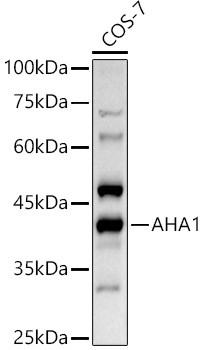 AHA1 Antibody in Western Blot (WB)