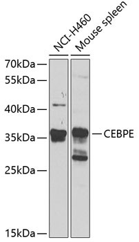 C/EBP epsilon Antibody in Western Blot (WB)