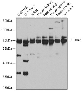 STXBP3 Antibody in Western Blot (WB)