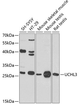 UCHL3 Antibody in Western Blot (WB)