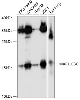 MAP1LC3C Antibody in Western Blot (WB)