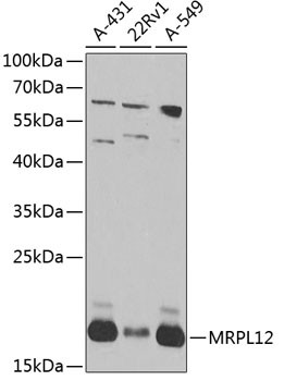 MRPL12 Antibody in Western Blot (WB)