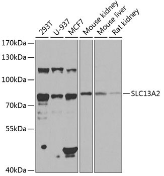 SLC13A2 Antibody in Western Blot (WB)