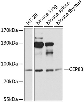 CEP83 Antibody in Western Blot (WB)
