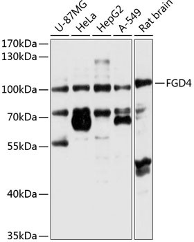 FGD4 Antibody in Western Blot (WB)