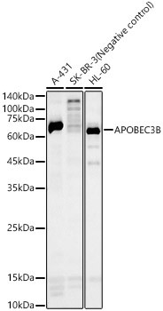APOBEC3B Antibody in Western Blot (WB)